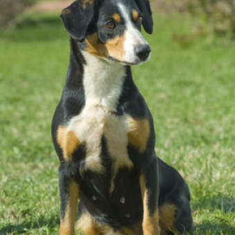 VINNY DES JOYEUSES GAMBADES (imp. France)